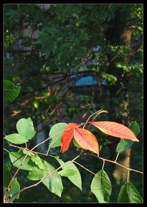 photo "Autumn coming soon..." tags: landscape, autumn