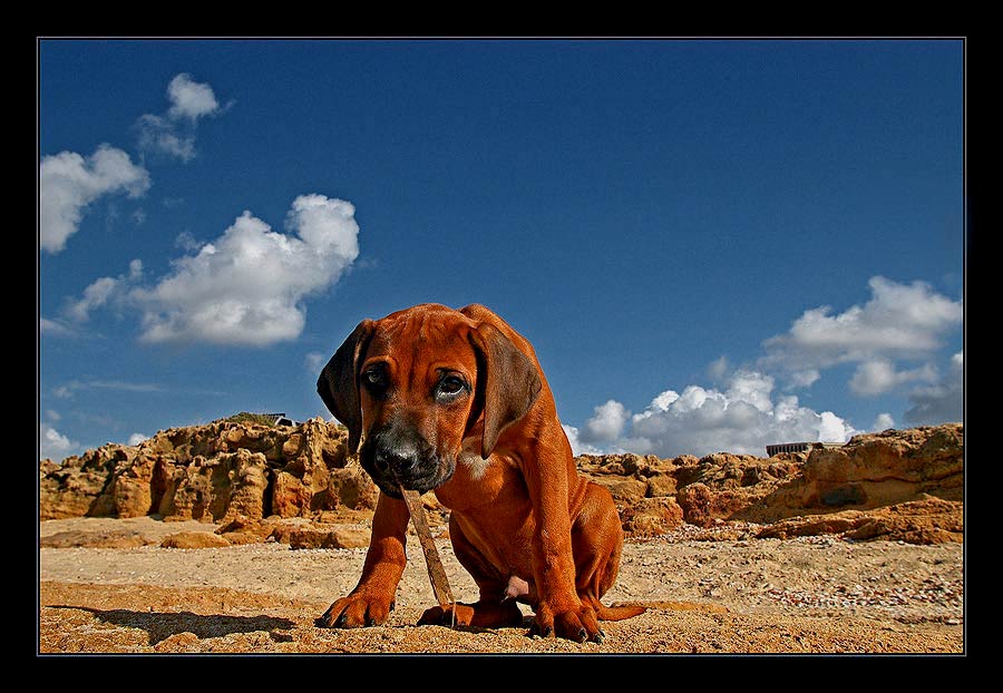 фото "Friend" метки: природа, юмор, домашние животные