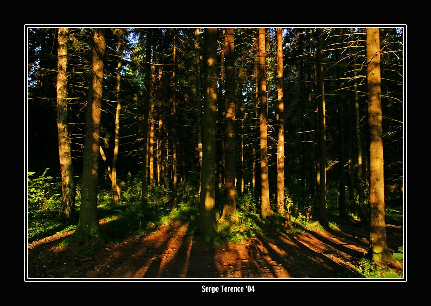 photo "Summer morning forest." tags: landscape, forest, sunset