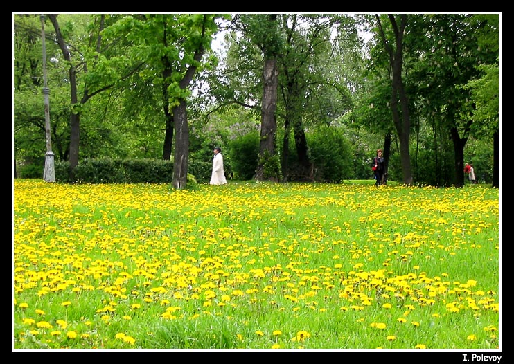 photo "Spring in park" tags: landscape, 