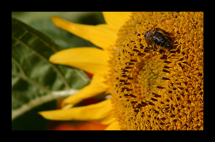 photo "***" tags: macro and close-up, nature, insect