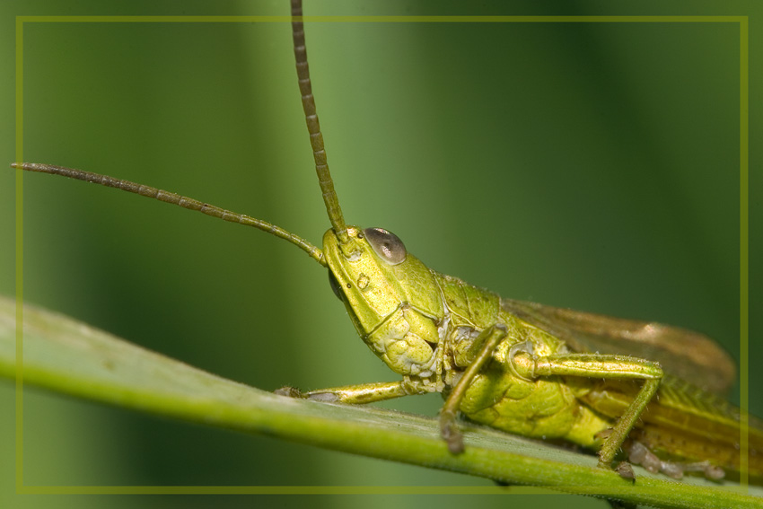 photo "In a grass the grasshopper sat... A part 2" tags: nature, macro and close-up, insect