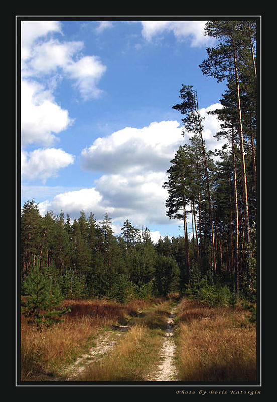 photo "Wood road" tags: landscape, clouds, forest