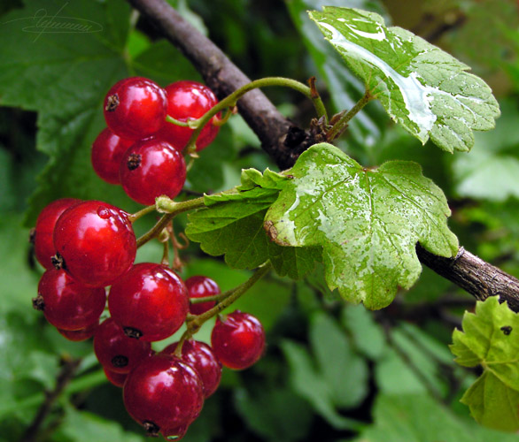 photo "After the rain." tags: nature, macro and close-up, flowers