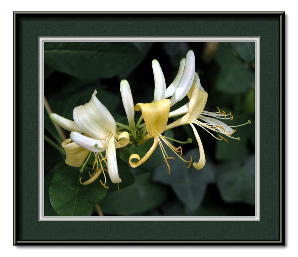 фото "honeysuckle" метки: природа, цветы