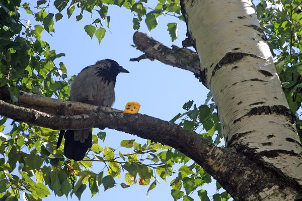 photo "Crow and cheese" tags: nature, wild animals