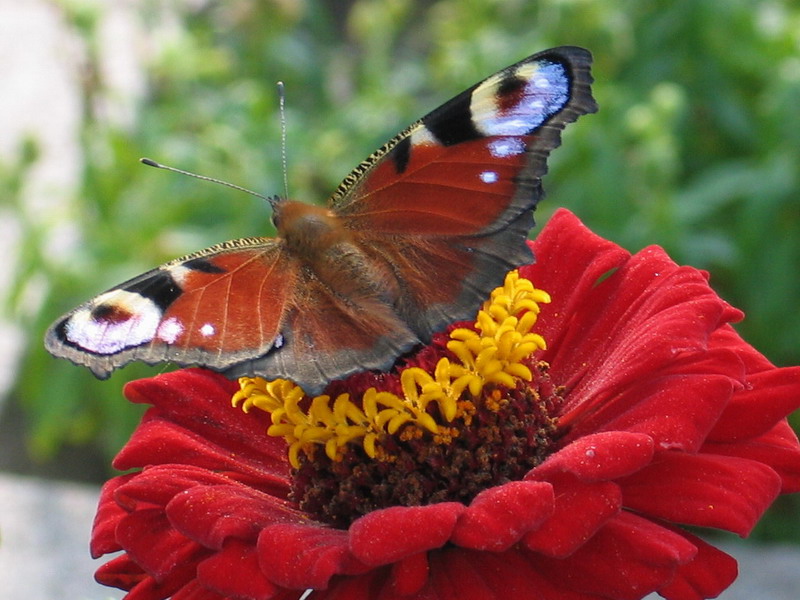 photo "the butterfly" tags: nature, macro and close-up, insect