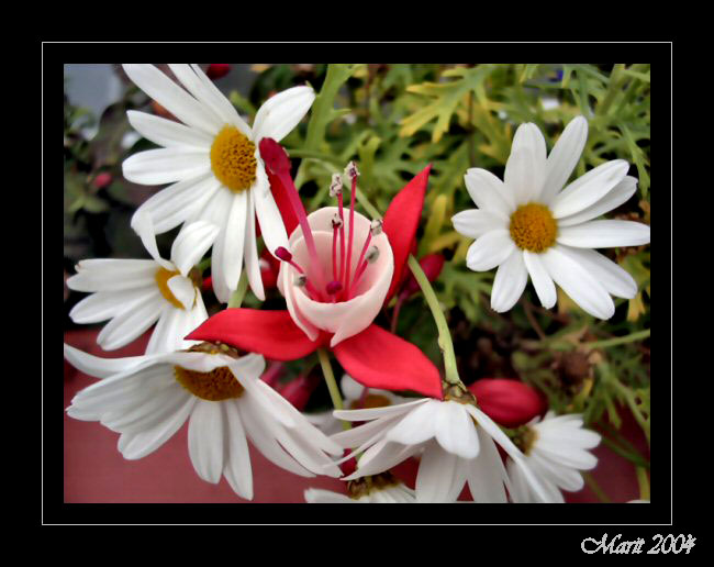 фото "This is my favoritt flower." метки: макро и крупный план, природа, цветы