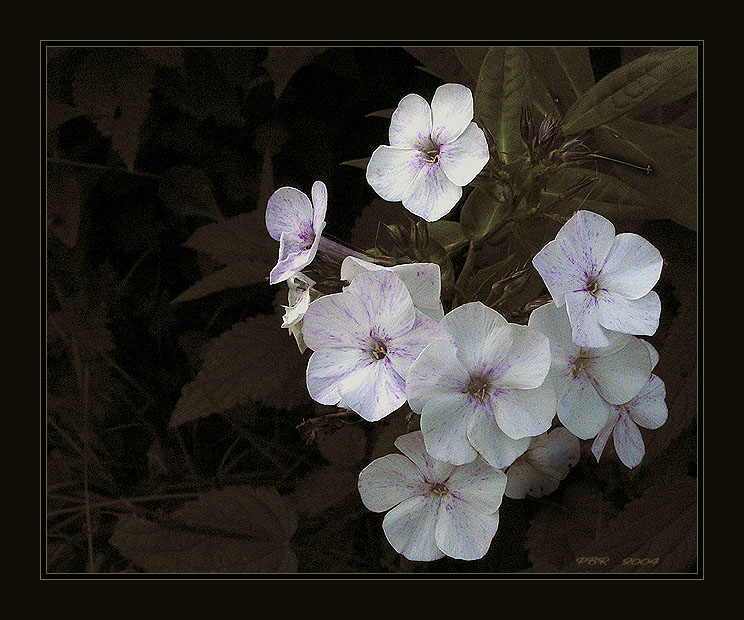 photo "Phloxes" tags: nature, flowers