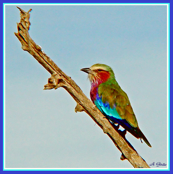 photo "Rainbow Bird" tags: nature, travel, Africa, wild animals