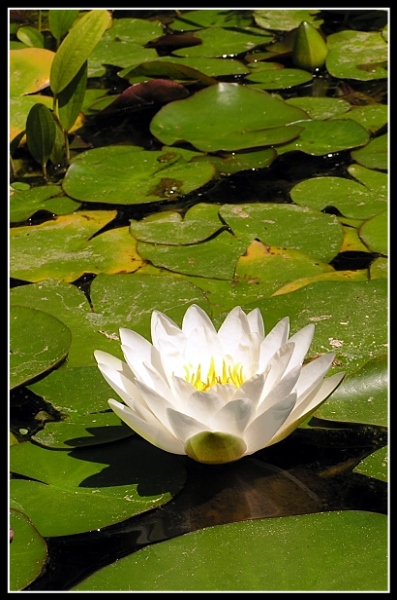 photo "***" tags: nature, landscape, flowers, water