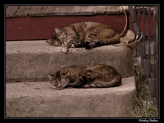 photo "Lazy" tags: nature, pets/farm animals