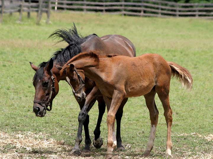 photo "Take Mothers Advice" tags: nature, pets/farm animals