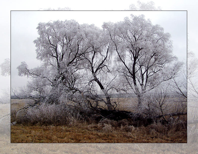 photo "gray hairs" tags: nature, landscape, winter
