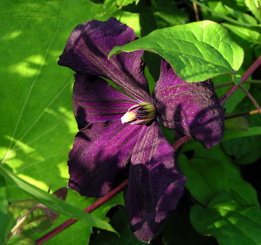 photo "Shadows." tags: nature, macro and close-up, flowers