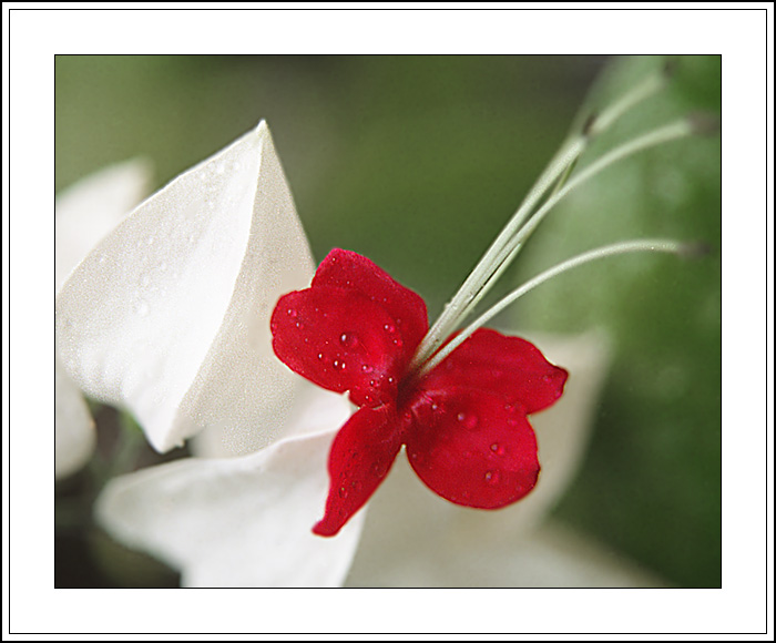 photo "Whire and Red" tags: macro and close-up, nature, flowers