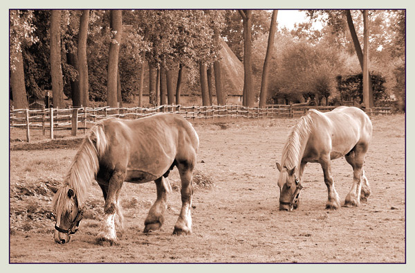 photo "Belgian Drafthorses" tags: nature, pets/farm animals