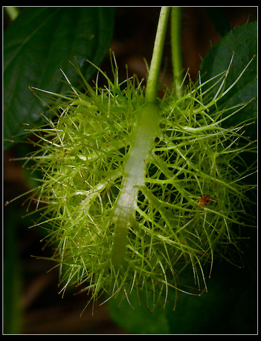 photo "flower- non-flower" tags: macro and close-up, nature, flowers