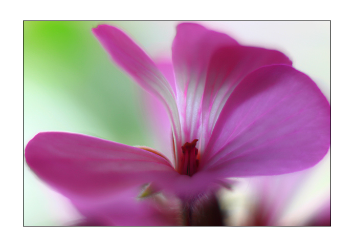 photo "Tenderness..." tags: nature, macro and close-up, flowers