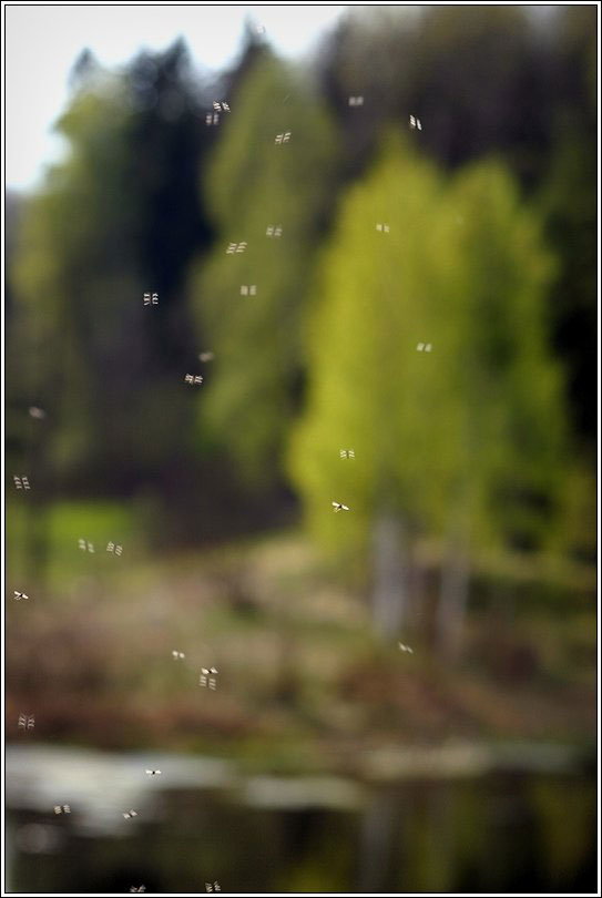 photo "Dance of insects" tags: landscape, forest