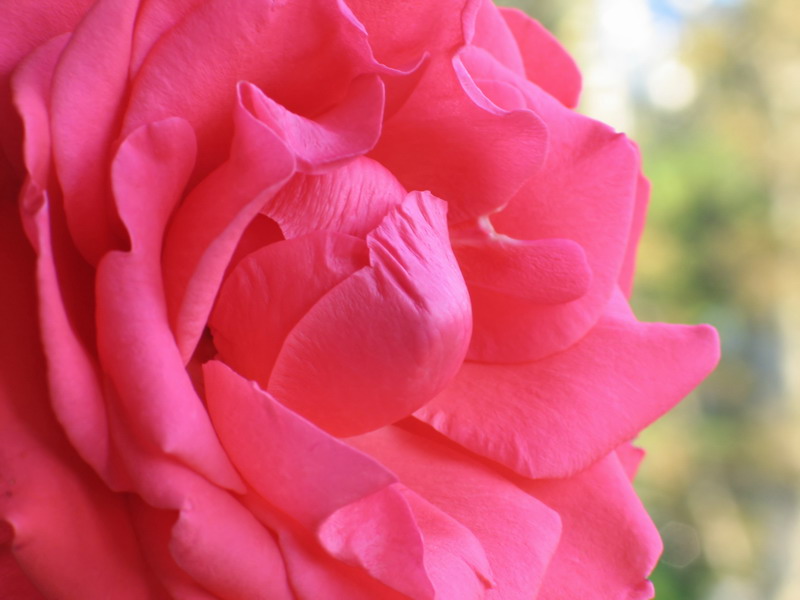 фото "розовый восторг" метки: природа, макро и крупный план, цветы
