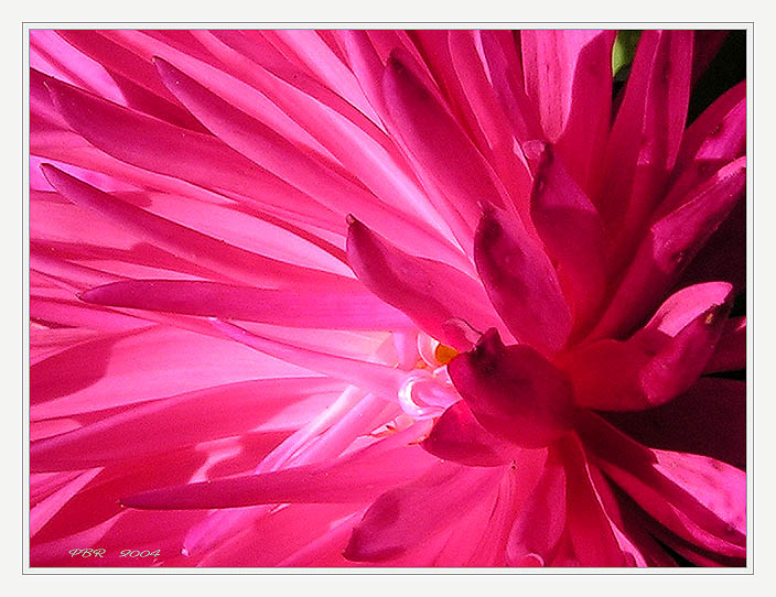 photo "Pink Wind" tags: nature, macro and close-up, flowers