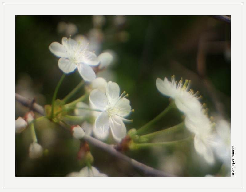 photo "Cherry Blossom" tags: nature, flowers