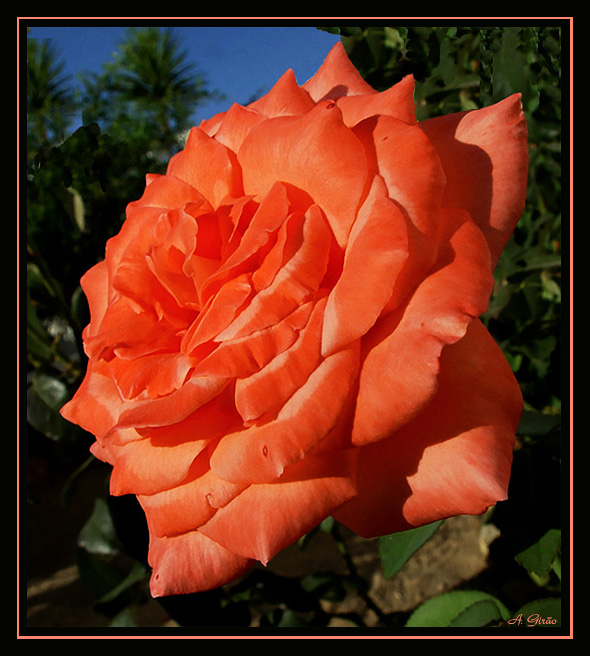 photo "Leafed Rose" tags: nature, macro and close-up, flowers