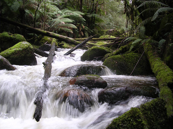 фото "noojee forest" метки: пейзаж, лес