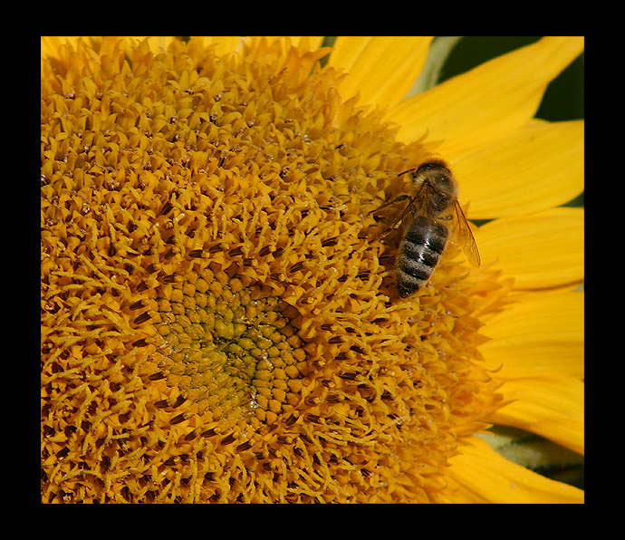 photo "*****" tags: macro and close-up, nature, insect