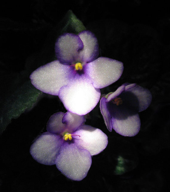 photo "I love violets" tags: nature, macro and close-up, flowers