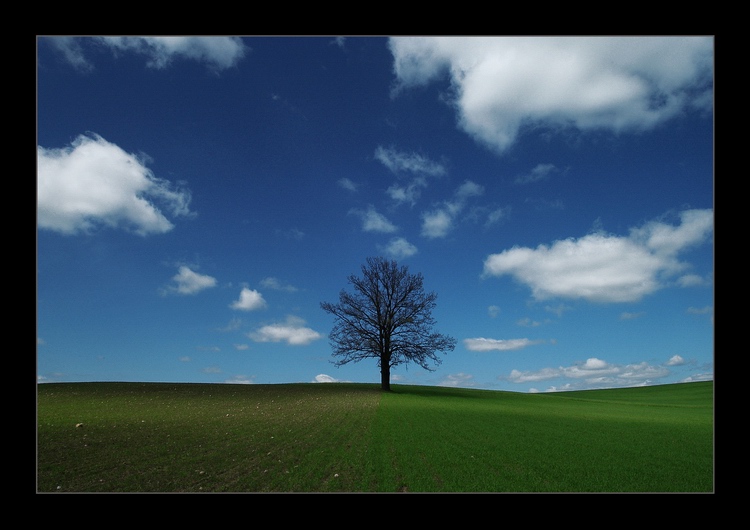 фото "solitary" метки: пейзаж, весна