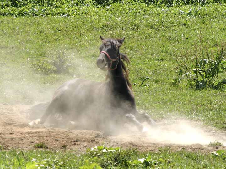 photo "Dirt Bath" tags: nature, pets/farm animals