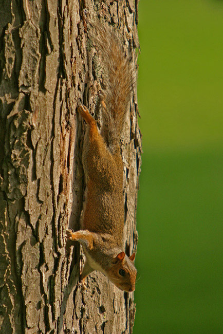 photo "Squirrel" tags: nature, wild animals