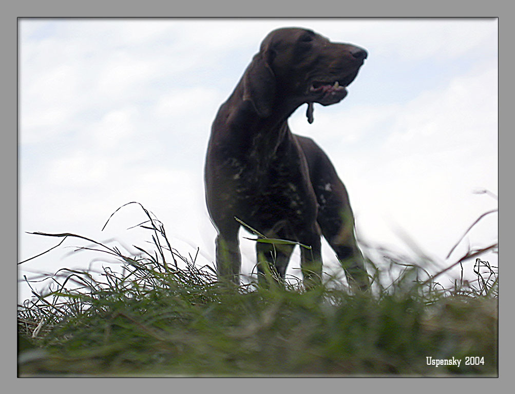 photo "Archibald on Volga" tags: nature, reporting, pets/farm animals