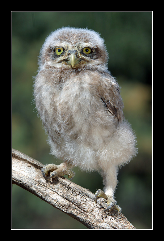 photo "Little Owl - Athene noctua lilith" tags: nature, wild animals