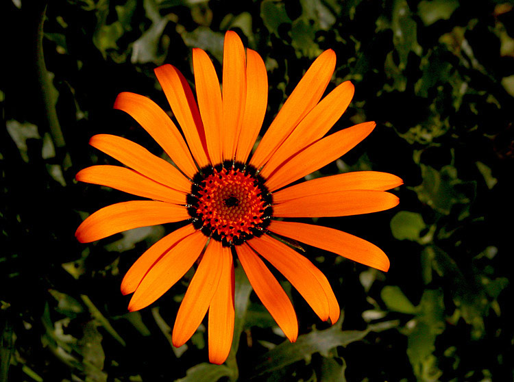 фото "African Daisy" метки: природа, цветы
