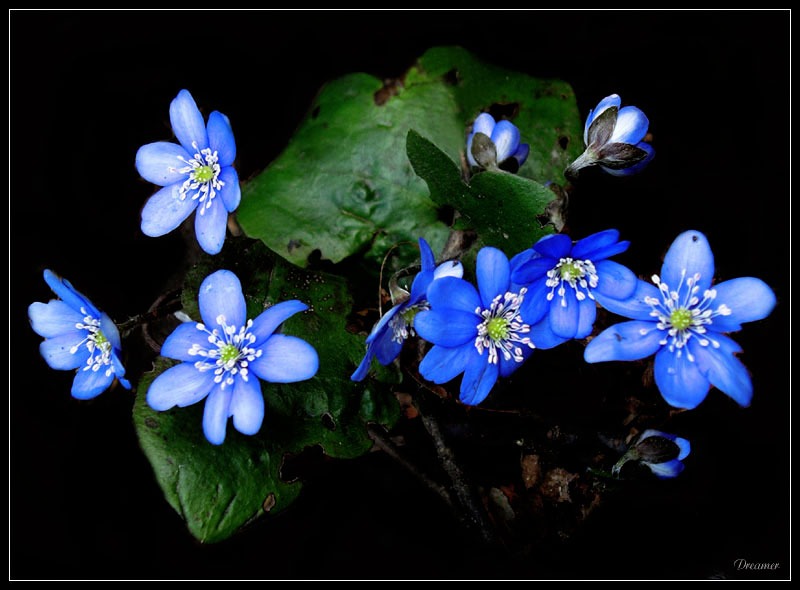 photo "Violets." tags: nature, misc., flowers