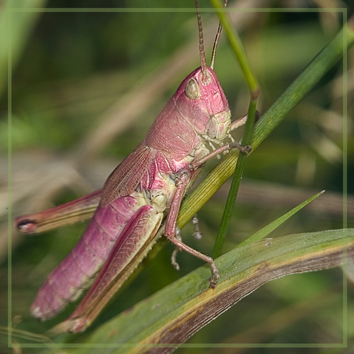 фото ""... и розовый он был"" метки: природа, макро и крупный план, насекомое