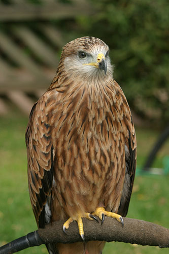photo "Hawk" tags: nature, wild animals