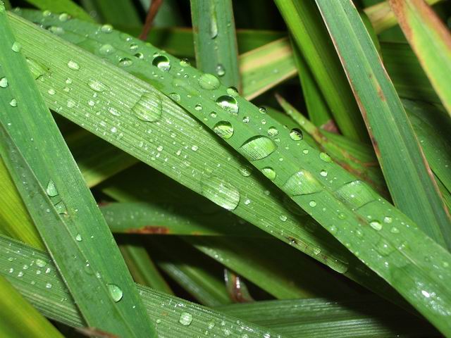 photo "after a rain" tags: nature, flowers