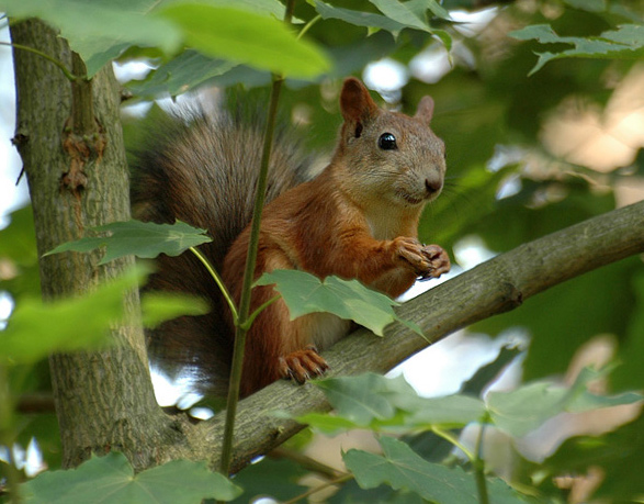 photo "The Squirrel" tags: nature, landscape, summer, wild animals