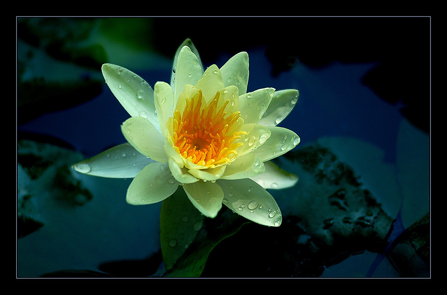 photo "Yellow Lotus" tags: nature, flowers