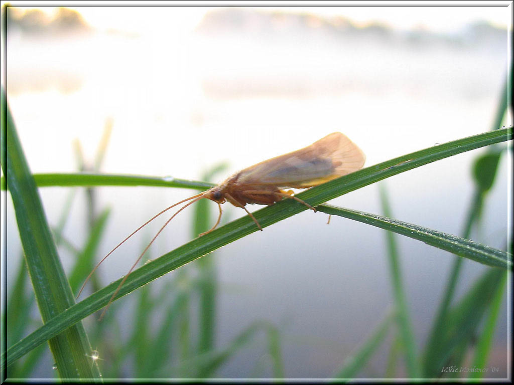 photo "Sleeping beauty" tags: nature, insect