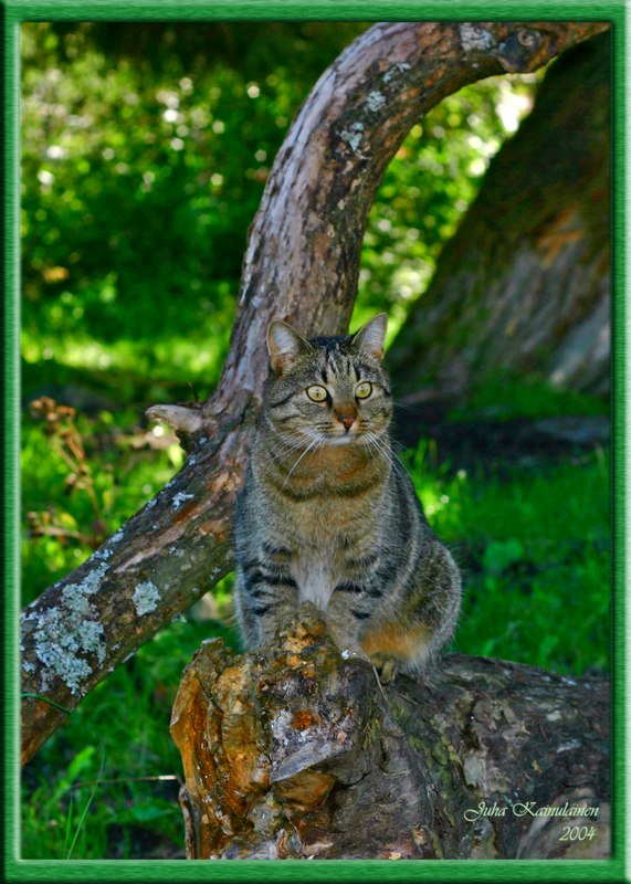 photo "My mouse catcher" tags: nature, pets/farm animals