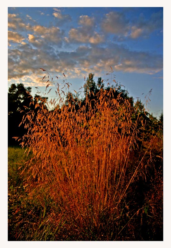 photo "Color of the fall" tags: landscape, autumn