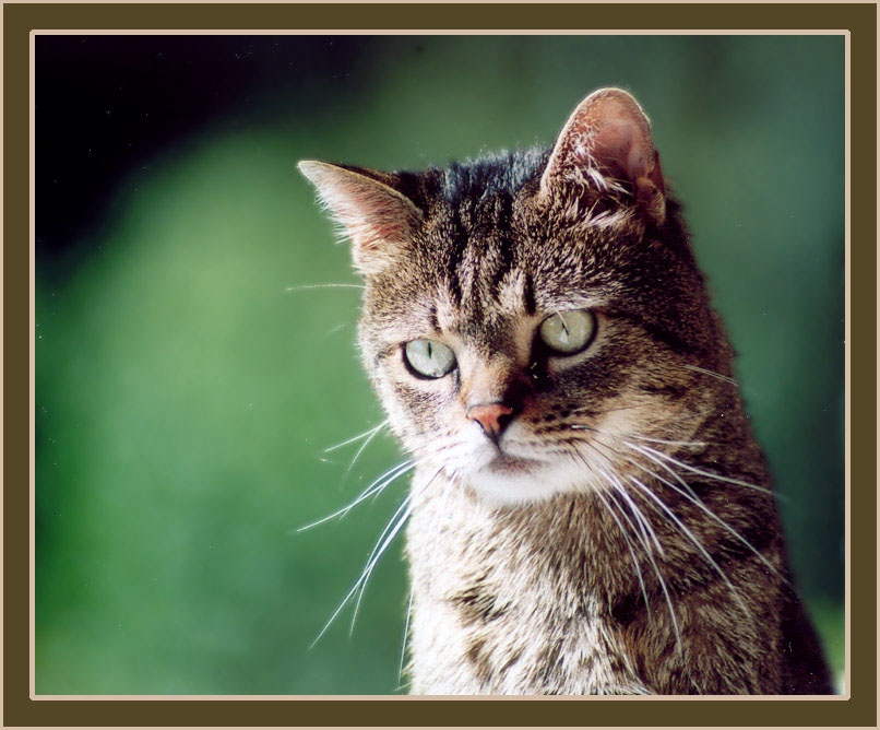 photo "Waiting for..." tags: nature, pets/farm animals