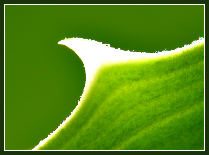 photo "Abstract green macro with graceful thorn" tags: nature, macro and close-up, 