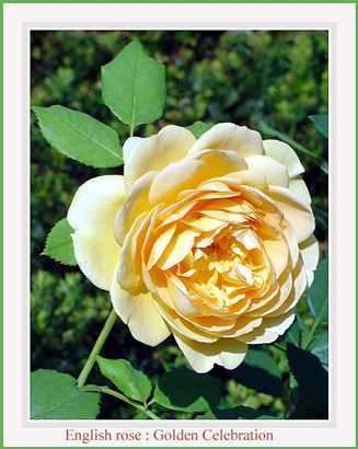 photo "English rose : golden celebration" tags: nature, flowers