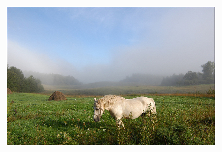 photo "Untitled photo" tags: landscape, nature, pets/farm animals, summer